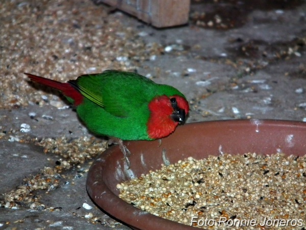 Rödhuvad papegojamadin